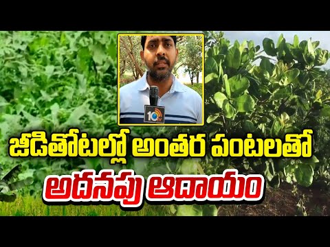 జీడితోటల్లో అంతర పంటలతో అదనపు ఆదాయం | Earn Extra Income from Intercropping in Cashew Plantations - 10TVNEWSTELUGU