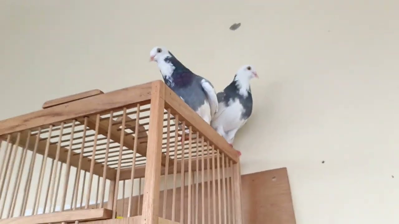 MERPATI YANG SEMPET HILANG SELAMA 1 MINGGU  ALLHAMDULLIAH UDAH PULANG