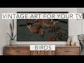 Birds  turn your tv into art  vintage art slideshow for your tv  1hr of 4k paintings