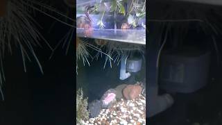 hari ke-9 tanam ubi dalam aquarium tanaman tanamanhias ubi ikan ikanhias aquarium aquascape