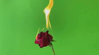 ГОРЯЩАЯ КРАСНАЯ РОЗА ФУТАЖ / A FIRE on a RED ROSE