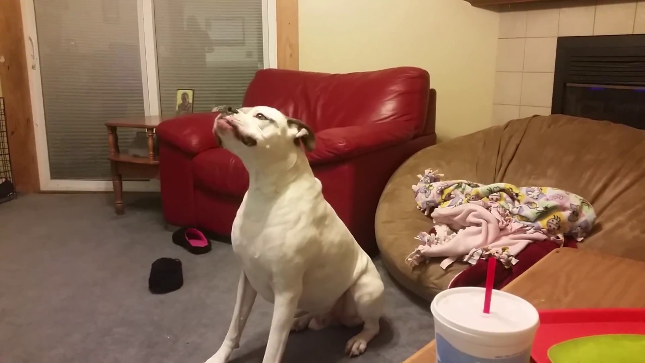 Funny dog 
