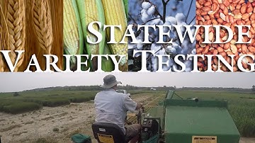 Statewide Variety Testing at UGA