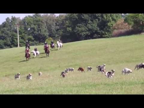 Vídeo: American Foxhound Race De Raça Hipoal·lergènica, De Salut I De Vida