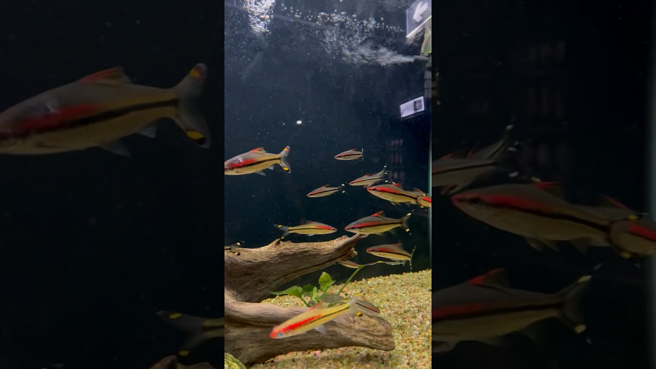 Fish aquarium at malampuzha 🐠