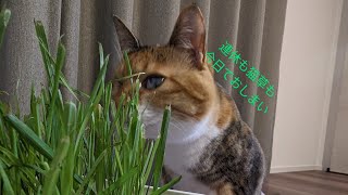 【LIVE】猫草と連休がどっちも終わっちゃうまつりさん生配信