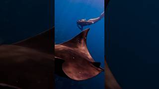 Mobula Rays! Everywhere!