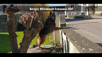 Quel est le prix d'un Berger Allemand chiot ?