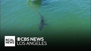 Study shows that young great white sharks prefer warm, shallow waters along SoCal coast