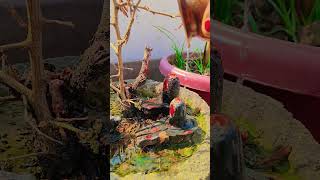 mere Tan mein bhi Ram mere man mein bhi Ram #rammohan #ramji #viral video#har har Mahadev 🙏🙏🕉️🕉️🚩🚩
