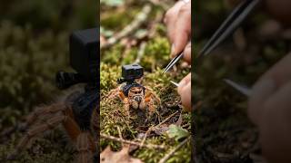 A Jumping Spider’s Secret Underground Life #nature #spider #POV