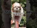 Shitzu puppy available 🤎 #dog #veterinarypharmacist #puppy #pets #doglife