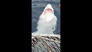 Amazing shark footage - October 3rd 2019