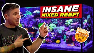 This guy has the BEST Mixed Reef We've Ever Seen!! *SHOCKED*