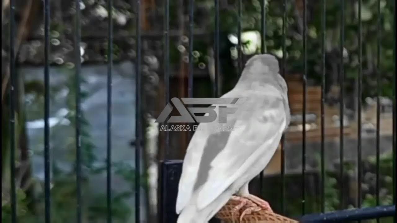 MASTERAN KENARI NGEROL PANJANG DAN GOYANG GOYANG