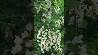 Сезон охоты открыт! Акация распустилась #spring #rekkkkkk #shortvideo #шмель #весна #природа