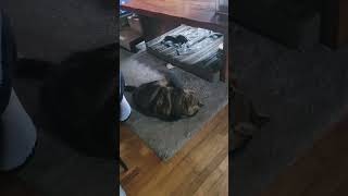 Tiki loves her toy #cat #cutecat