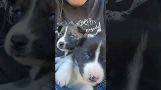 BABY HUSKIES #sleddogs #husky #wink #puppies