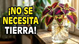 7 Plantas de Interior que PROSPERAN solo en Agua ¡Sin Tierra!