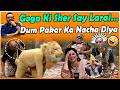 Goga Pasroori Ki Hogayi Sher Say Larai - Jeet Kiski Hoi? Hansi Say Bhari Video
