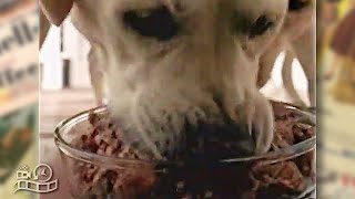 Pal Vitacoat Pedigree Dog Food 1990S Advertisement Australia Commercial Ad