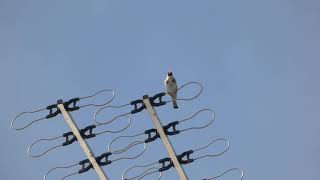 Goldfinch Singing On Aerial
