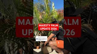 Majesty Palm Update 😳 it’s STILL alive!! #plants #houseplants