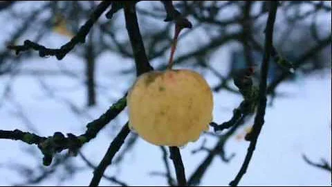 Azerbaijani Music | Sarı Gelin (Yellow Bride) by Farid Farjad