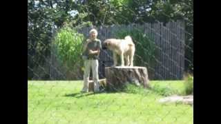 2011 Cheetah Encounter - Anatolian Shepherd Dog