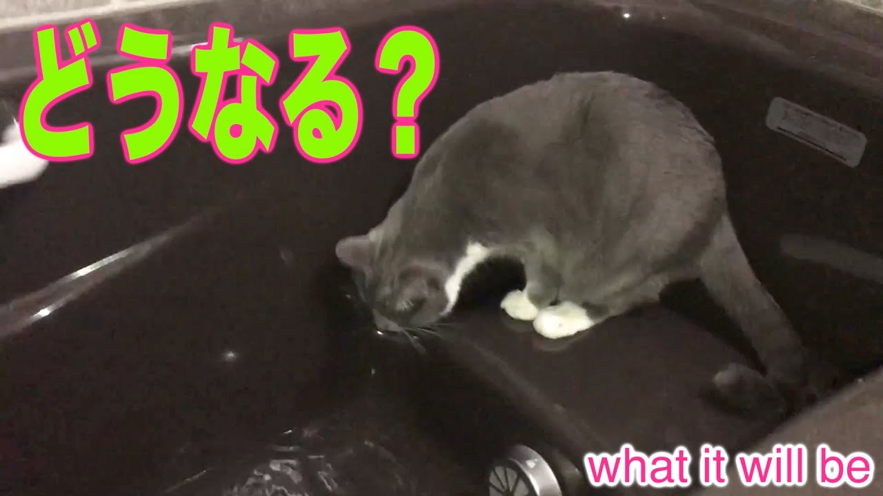保護猫 41度のお湯を飲む猫 お湯加減を見てると思いきやお湯を飲んでます Youtube 保護猫 41度のお湯を飲む猫 お湯加減を見てると思いきやお湯を飲んでます Youtube
