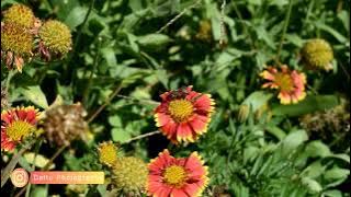 #Beetle #ದುಂಬಿ #Beluru Dhumbi Hoovina Mele