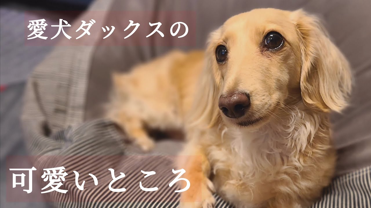 愛犬ダックスの可愛いところ28選【ミニチュアダックスフンド】