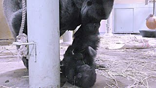 モモタロウパパに触られて喜ぶ赤ちゃんゴリラ💗キンタロウ【京都市動物園】