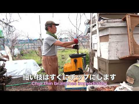 菜園だより240122ブドウの剪定