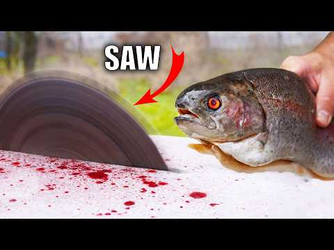 EXPERIMENT: SAW VS FISH