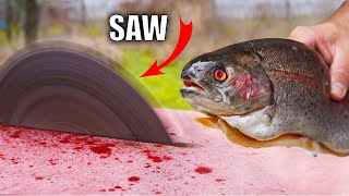 Experiment Saw Vs Fish