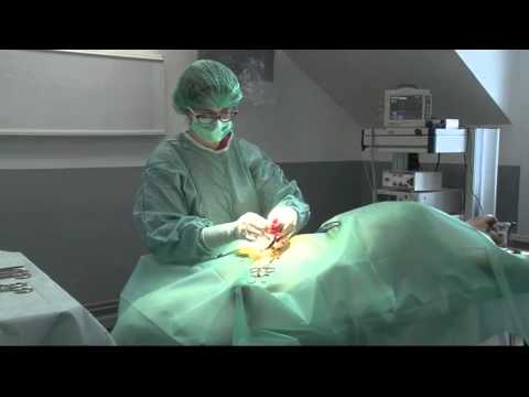 Vidéo: Stérilisation Laparoscopique Pour Chiens Et Chats