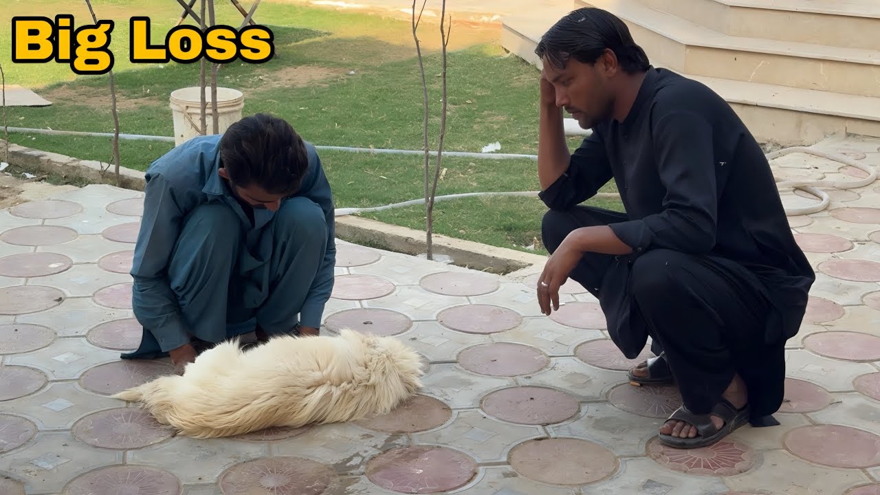 Hamari Pyari Russian Dog Hamein Chorr Gayi 😭 | Heartbreaking News