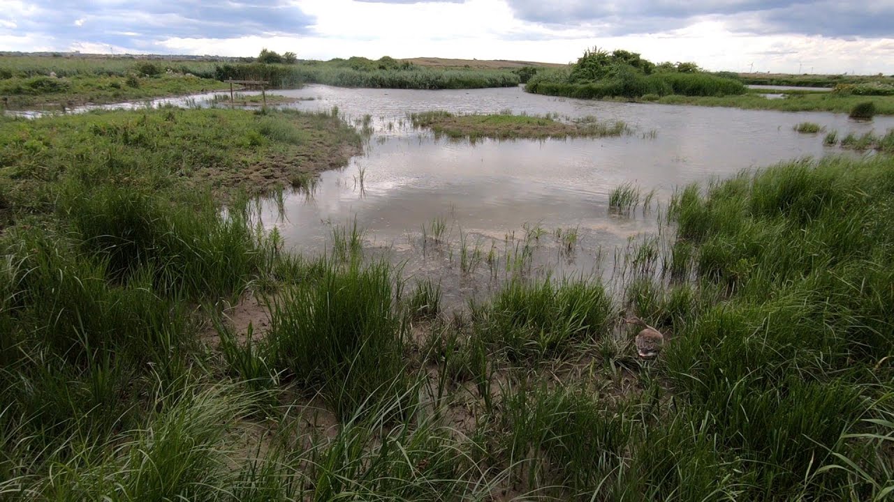 RSPB Rainham Marshes