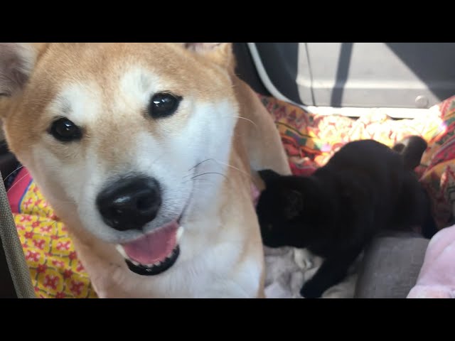 ドライブだー♪出発が待てずに寝ちゃう犬と猫 Drive with my dog and cat