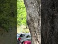 Just hanging around #shorts #ytshorts #viralshort #nature #squirrel #wildlife 4/30/26