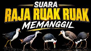Download lagu Suara ruak ruak pikat ampuh audio jernih mp3