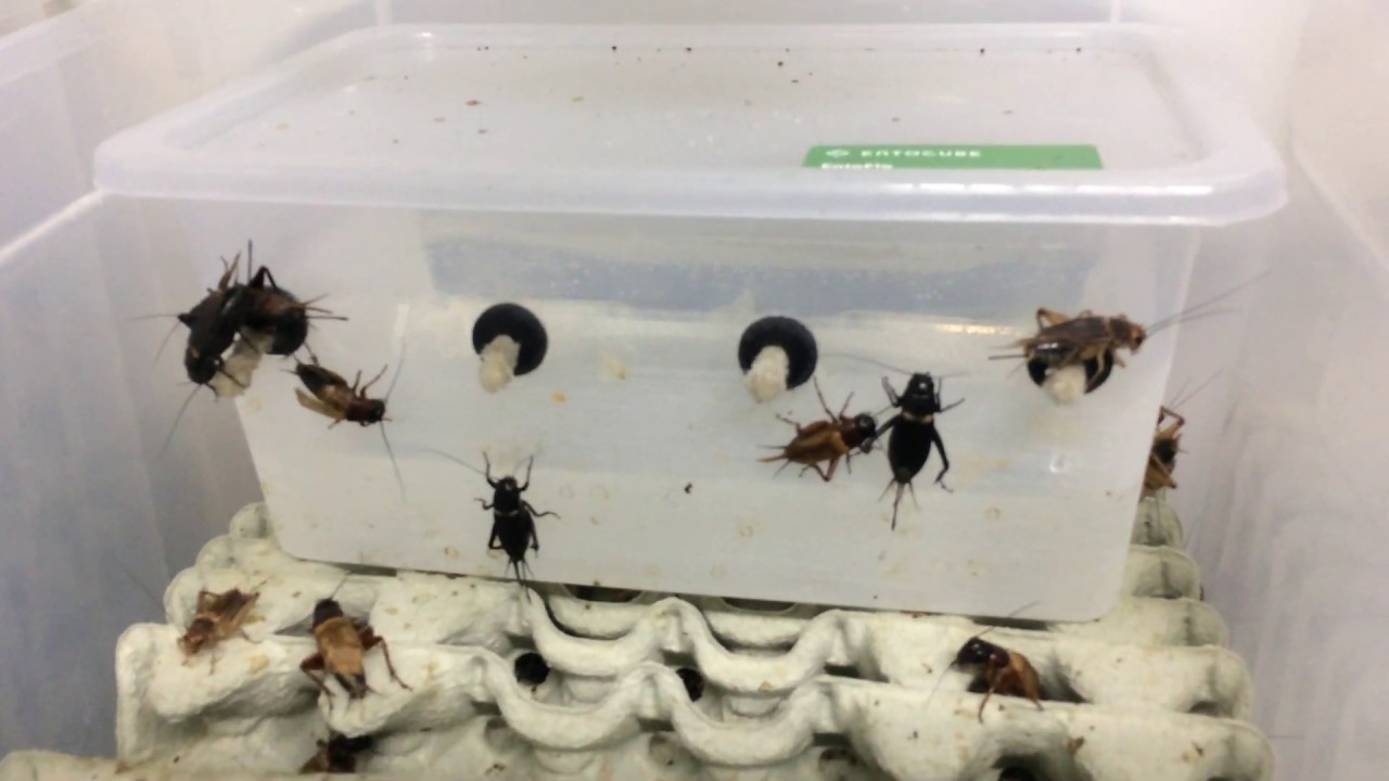 Cricket growing setup