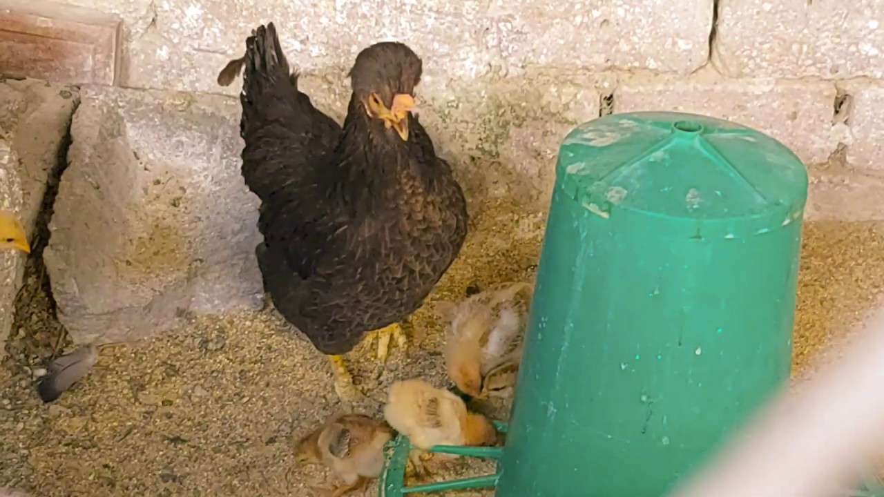 Cosa Mangiano I Pulcini Di Gallina Appena Nati