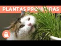 10 PLANTAS TÓXICAS para GATOS 🐱 ❌ 🌷 ¡Evítalas!