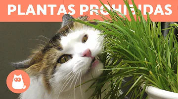 ¿Cómo mantener a los gatos alejados de las plantas tóxicas?