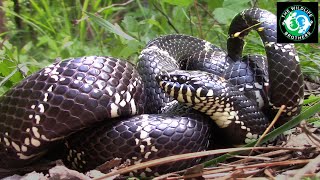 This Snake is the STRONGEST in the World? Ft. @AnimalEncountersEP and @MyWildBackyard