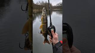 Savage Gear Line Thru Pike 37Cm