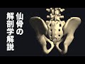 長編:仙骨の解剖学や動き、筋肉を解説してみた