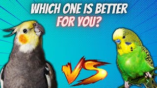 Cockatiel vs Budgie: Which Bird is the Perfect Pet for You?